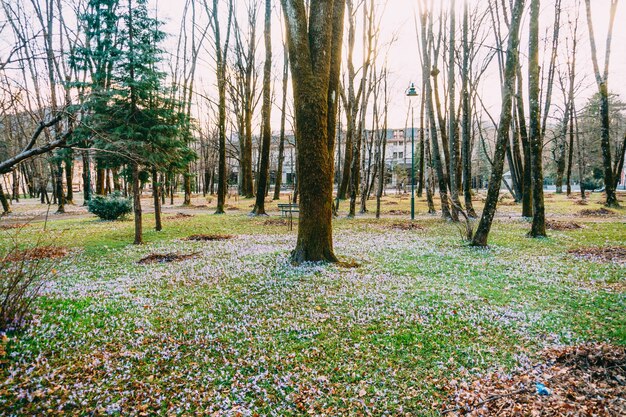 Viele Krokusse im Gras unter dem Baum ein Feld von Krokussen