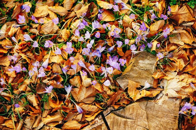 Viele Krokusse im trockenen Herbst hinterlassen ein Krokusfeld