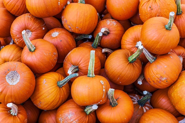 Viele Kürbisse rundherum auf dem Freiluftmarkt in lebendigen Farben