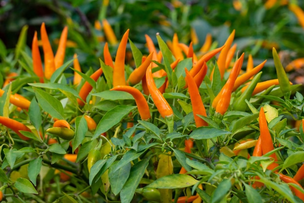 Viele leuchtend orange Spitzpaprikaschoten am Strauch