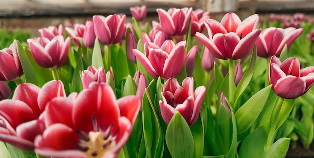 Foto viele lila-tulpen in einem gewächshaus