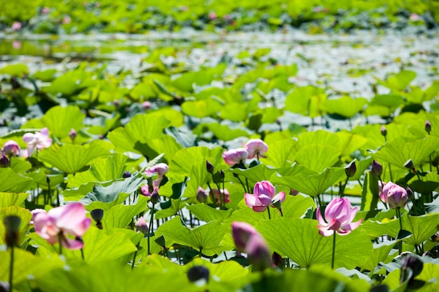 Viele Lotusblumen am See