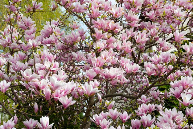 Foto viele magnolien