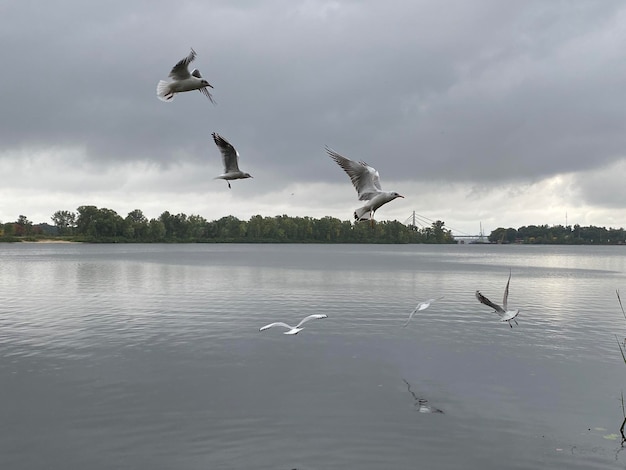 Foto viele möwen auf der bewölkten landschaft des flussherbstes