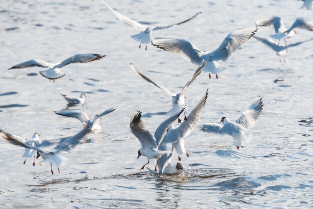 Viele Möwen kreisen über Wasser und versuchen, Fische zu fangen Struggle for Food Wildlife Concept