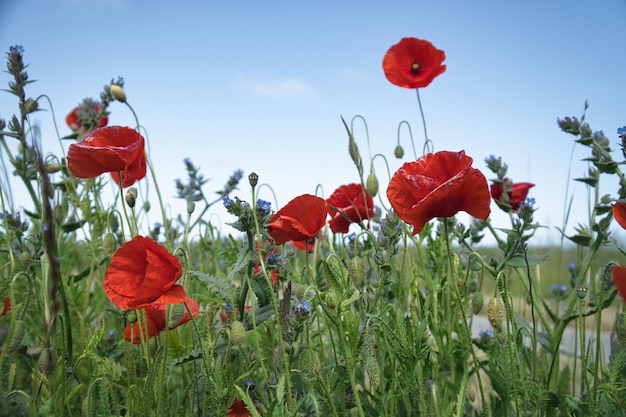 Viele Mohnblumen verstreut im Maisfeld. Rote Blütenblätter im grünen Feld. Landwirtschaft