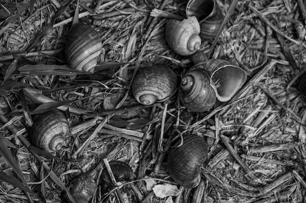 Viele Muscheln auf dem Boden