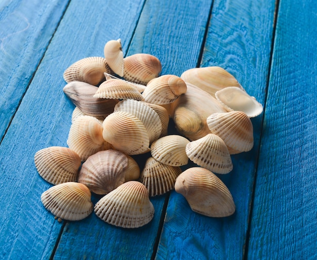 Viele Muscheln auf einem blauen Holztisch.