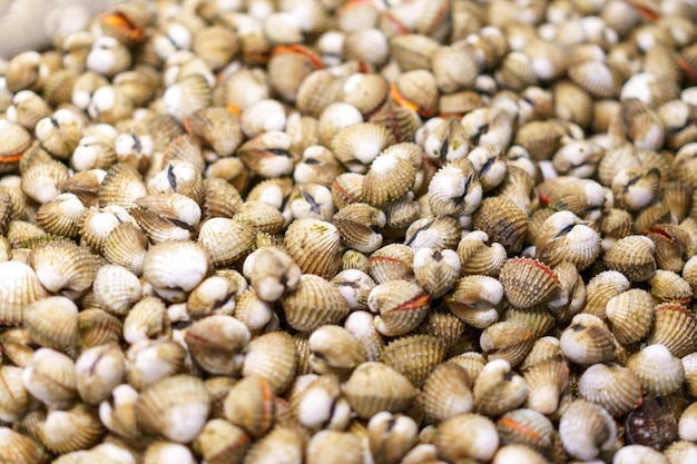 Viele Muschelschalen mit verschwommenem Hintergrund