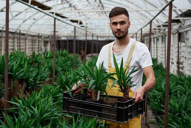 Viele Palmen im Hintergrund. Attraktiver junger bärtiger Mann hält die Schachtel mit drei Dracenas in Vasen.