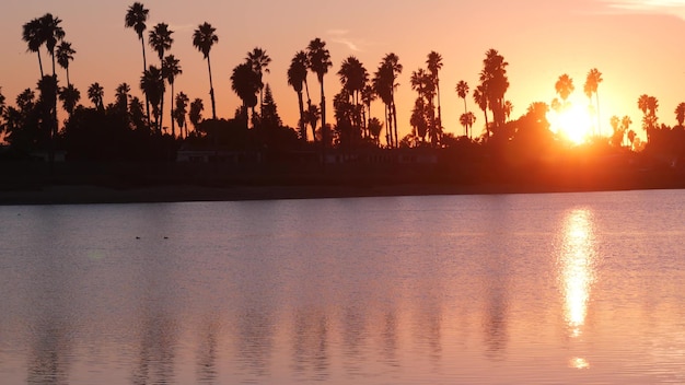 Viele Palmen Silhouetten am Sunset Ocean Beach, Küste von Kalifornien, USA. Reflexion des violetten, rosafarbenen, orangefarbenen Himmels im ruhigen Wasser des Mission Bay Park, Ufer von San Diego. Meeresoberfläche und tropischer Sonnenuntergang.