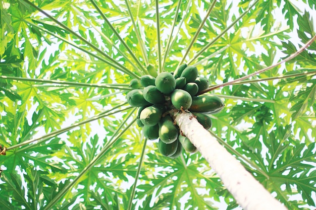 Viele Papaya trägt auf dem Papayabaum im Gartenbauernhof Früchte