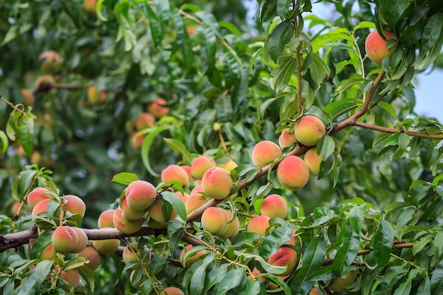 Foto viele reife pfirsiche hängen am baum im obstgarten. gesundes und natürliches essen. geringe schärfentiefe.