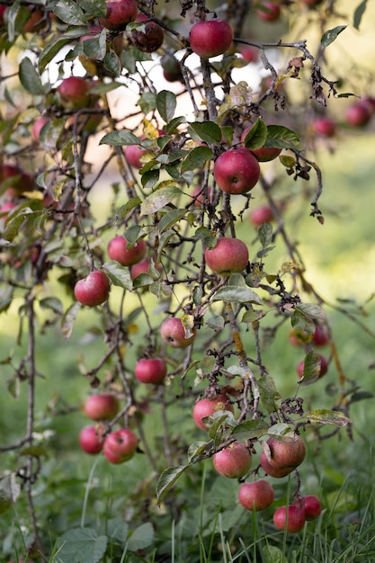 Viele reife rote Äpfel auf einem Ast