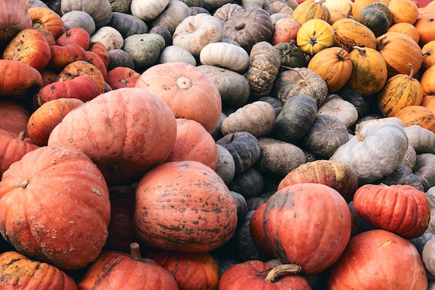 Viele riesige und dekorative Minikürbisse auf dem Bauernhofmarkt. Thanksgiving und Halloween-Dekor.