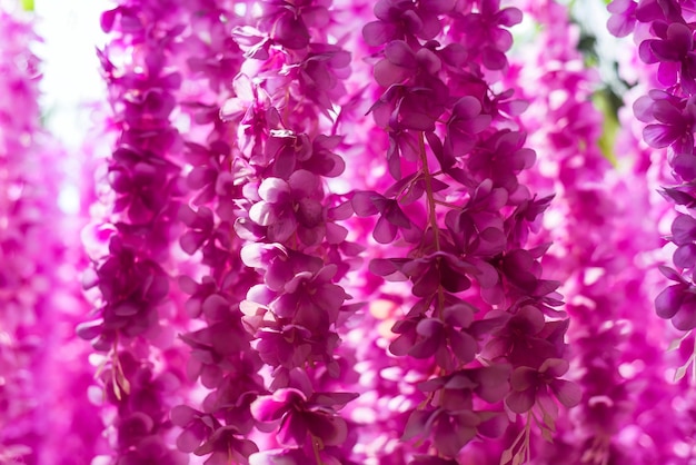 Viele rosa Glyzinienblumen als Hintergrund