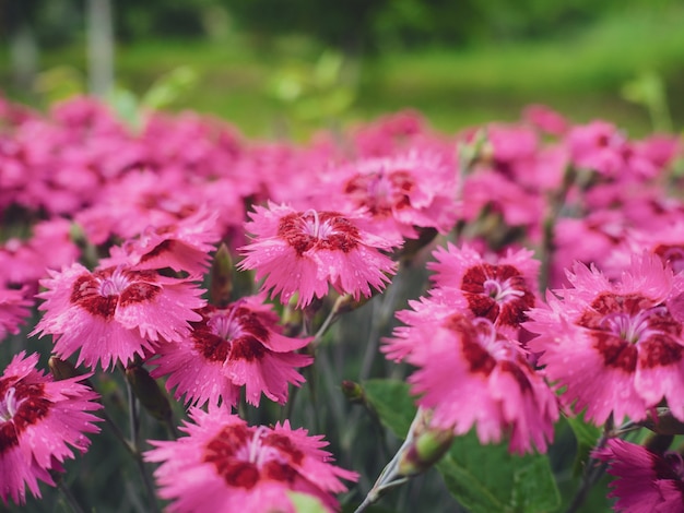 Viele rosa Nelkenblumen im Garten