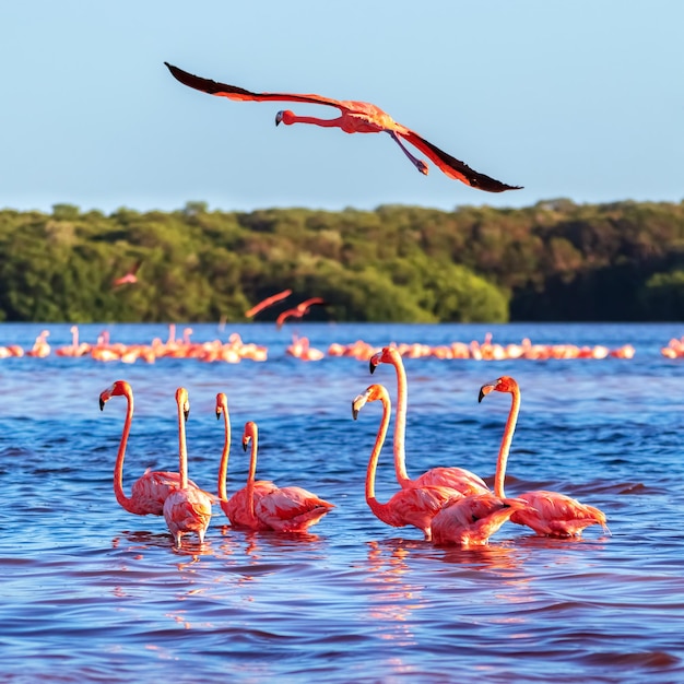 Viele rosafarbene schöne Flamingos in einem schönen blauen Lagune Mexiko-Celestun-Nationalpark-Quadratbild