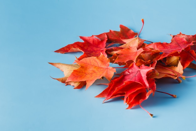 Viele rote Ahornblätter