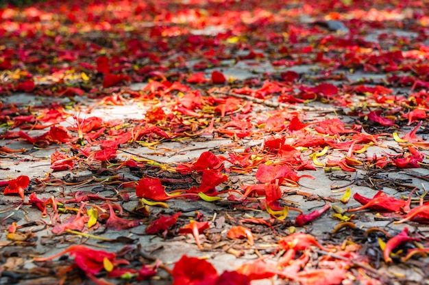 Viele rote Blütenblätter von Delonix regia auf dem Boden bedecken den Asphalt auf der Straße. Nahaufnahme stockfoto.