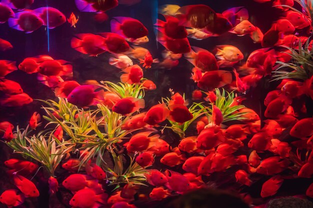 Foto viele rote fische im aquarium