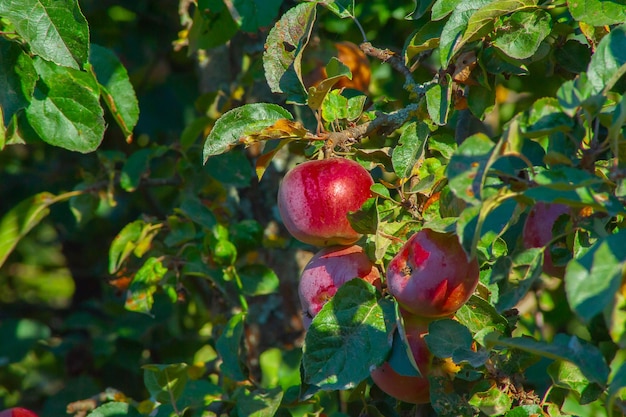 Viele rote Äpfel am Baum erntereif Reife rote Apfelfrüchte im Sommergarten