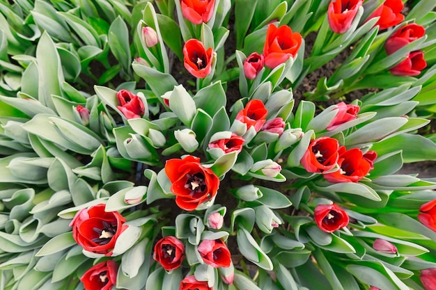 Foto viele rote tulpen in einem gewächshaus