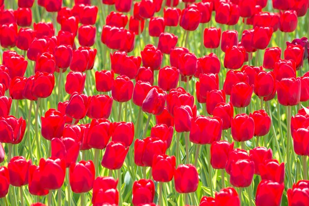 Viele rote Tulpenblumen auf dem Feld. Blumentextur