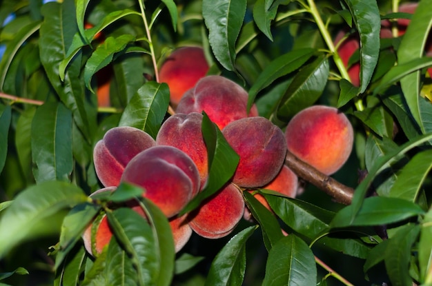 Viele rote und reife Pfirsiche auf dem Baum