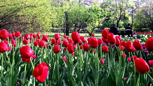 Foto viele rote und violette tulpenblumen im stadtpark