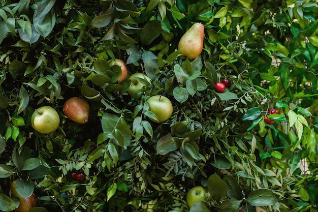 Viele saftige reife Äpfel