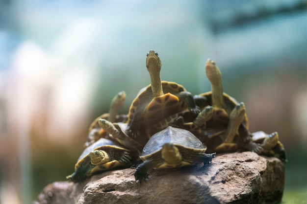 Viele Schildkröten kommen auf den Felsen zur Ruhe.