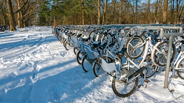 Foto viele schnee-fahrräder im nationalpark de hoge veluwe in den niederlanden im winter