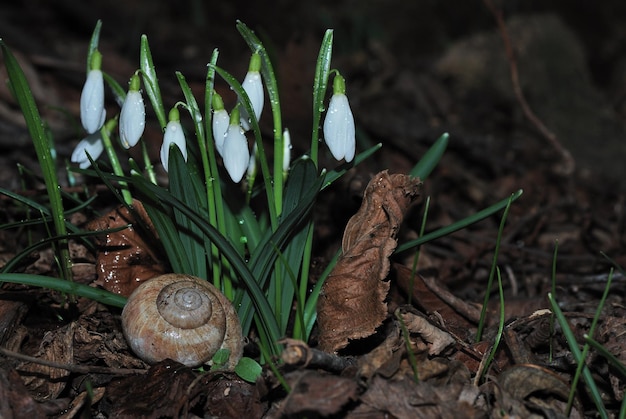 Viele Schneeglocke mit Schraube