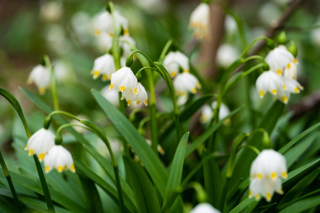 Viele Schneeglöckchen in der Waldnahaufnahme