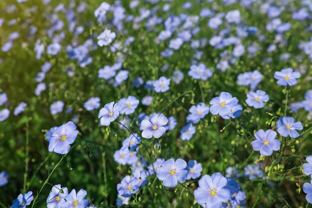 Viele schöne blühende Flachspflanzen auf der Wiese