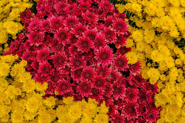 Viele schöne Chrysanthemen