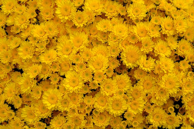 Viele schöne Chrysanthemen