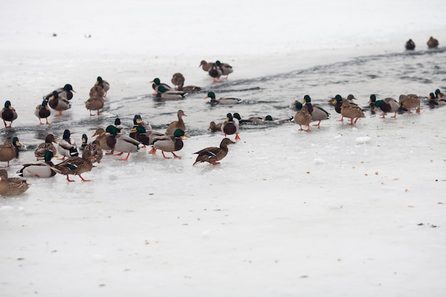 Viele schöne Enten auf dem zugefrorenen Fluss im Winter