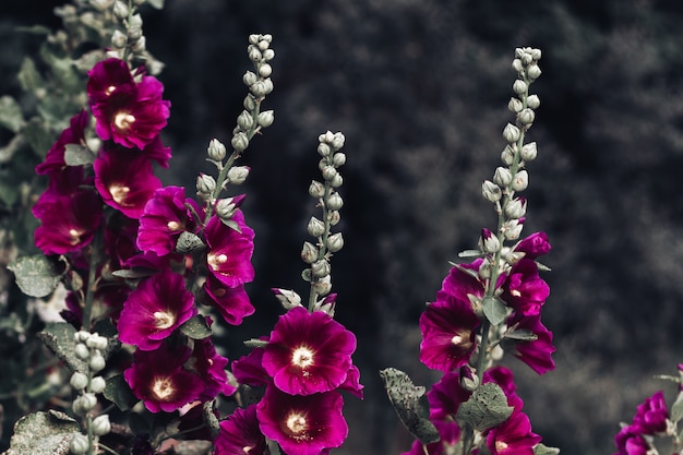 Viele schöne leuchtend rosa Blumen