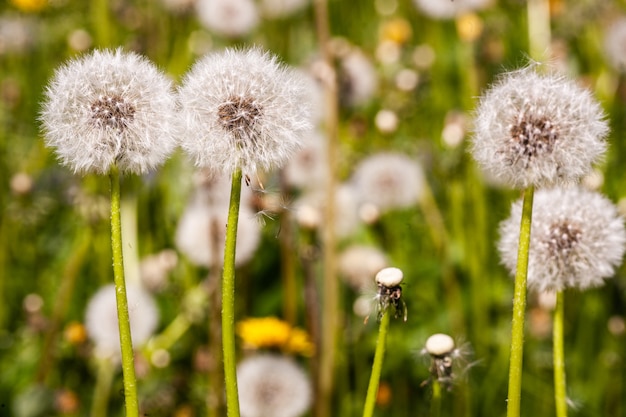 Viele schöne Löwenzahn im Gras