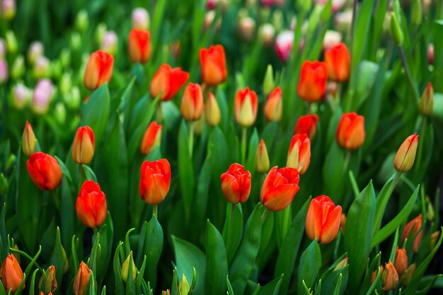 Viele schöne mehrfarbige Tulpen, die im Frühling als Blumenkonzept im Gewächshaus wachsen