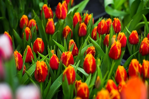 Viele schöne mehrfarbige Tulpen wachsen auf einem Feld im Garten im Gewächshausrotgelbviolettorangerosa TulpenFrühling viele TulpenBlumenkonzept