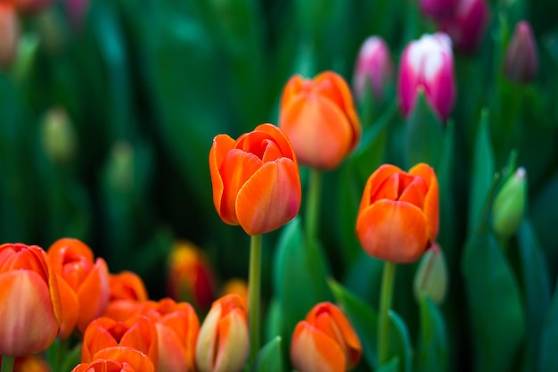 Viele schöne mehrfarbige Tulpen wachsen auf einem Feld im Garten im Gewächshausrotgelbviolettorangerosa TulpenFrühling viele TulpenBlumenkonzept