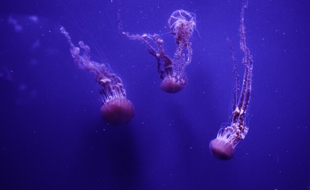 Viele schöne Quallen, Medusa im Neonlicht