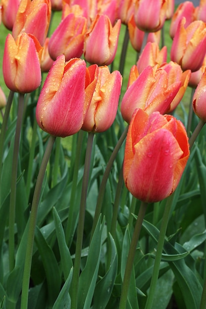 Viele schöne Tulpen im Garten.