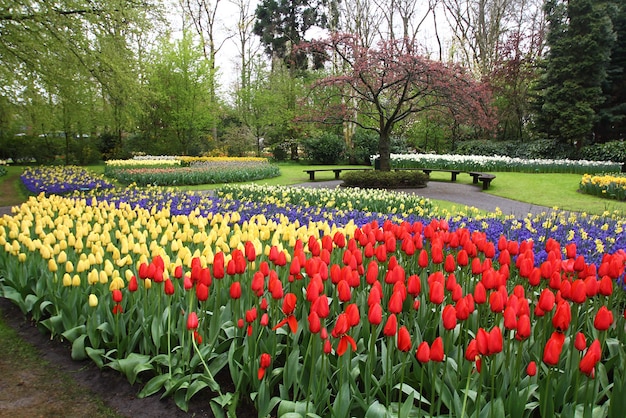 Viele schöne Tulpen im Garten.