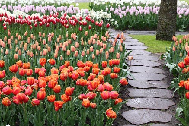 Viele schöne Tulpen im Garten.