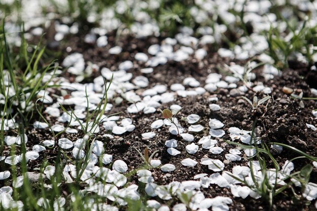 Viele schöne weiße Kirschblätter fielen aus nächster Nähe auf das Gras