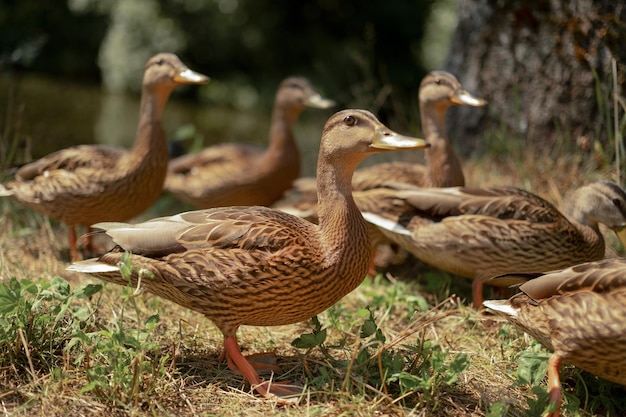 Viele schöne wilde graue Enten im Wald in der Nähe des Sees im Freien